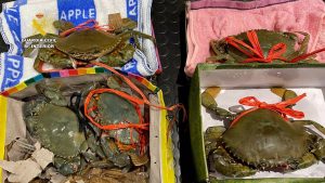 Intervienen 5 cangrejos vivos de especie invasora en el aeropuerto de Bilbao a una pasajera procedente de China
