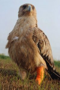 La población de águila imperial crece en torno a un 30% desde 2019 hasta llegar a 130 parejas censadas en 2022