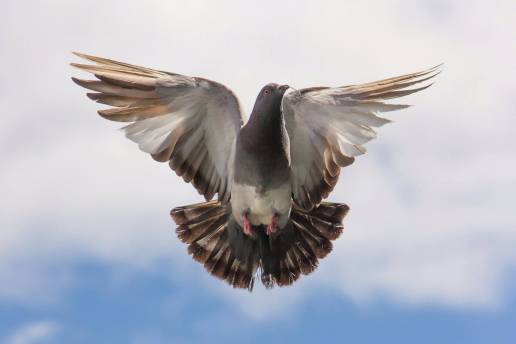 Entidades de protección animal urgen al Consistorio a reunirse para abordar la gestión de las palomas de Ciudad Real
