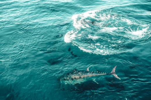 Un estudio génico del atún rojo analiza por primera vez las tres zonas de puesta y su conectividad