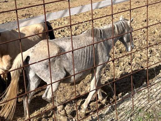Pacma denuncia la presencia de caballos malnutridos y un cadáver en una explotación en Bercero (Valladolid)