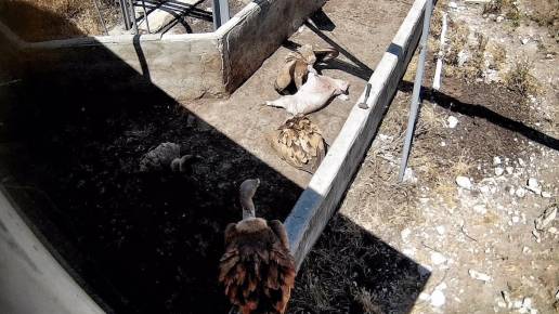El OBA publica nuevas imágenes de la 'granja del terror' en Quintanilla con un cerdo devorado por una manada de buitres