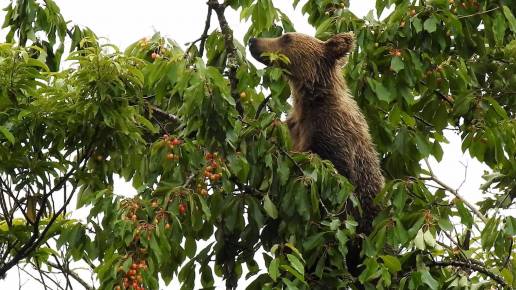 La Universidad de Oviedo analiza el impacto del cambio climático en el cerezo silvestre y su efecto en el oso pardo