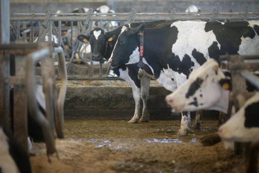 Toda Cantabria queda libre de restricciones al movimiento de ganado