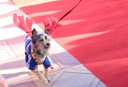 Una treintena de perros del albergue de animales abandonados de Guadalajara acuden al desfile perruno por Navidad