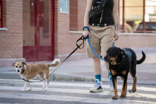 Un 75% de españoles apoya el curso para dueños de perros obligatorio por la Ley de Bienestar Animal, según un estudio