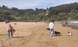 Uno de cada cuatro dueños asturianos reconoce no tener asegurado a su perro, pese a la obligación legal