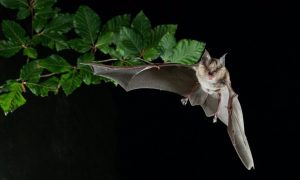 Los murciélagos son claves en el control de plagas en la agricultura, según un estudio