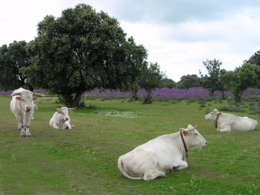 La Junta de Extremadura amplía el convenio con la UEx sobre la investigación de la tuberculosis y la brucelosis en el ganado