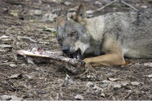 Ganaderos aplauden que Bruselas pida rebajar la protección del lobo y exigen a España que siga las directrices europeas