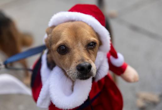 La Comunidad de Madrid lanza una iniciativa para animar a madrileños a adoptar mascotas de manera responsable esta Navidad