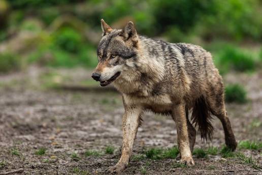 Ganaderos piden al MITECO activar las mesas sectoriales del lobo tras la propuesta de Bruselas de rebajar su protección
