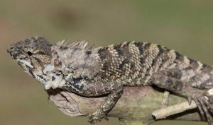 Nueva especie de iguana descubierta en China