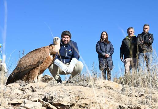 Dos buitres leonados se suman a una población de casi 300 parejas en la Región de Murcia