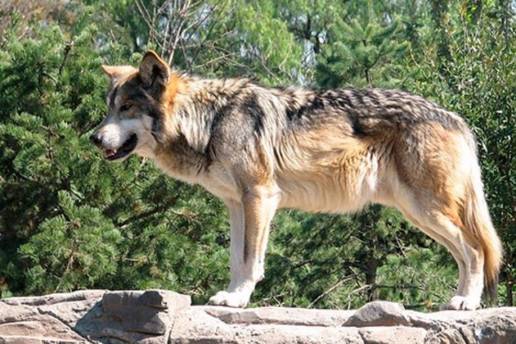 ARAG-ASAJA presenta alegaciones al nuevo Plan de Gestión del Lobo para garantizar subsistencia ganadería extensiva