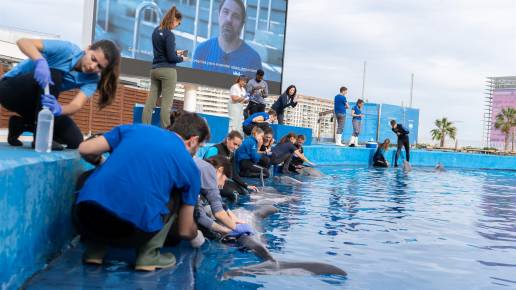 Veterinarios de todo el mundo practican en Oceanogràfic rescates para ayudar a delfines de río en peligro de extinción