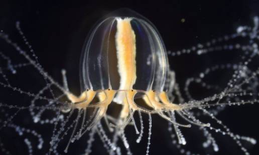 Una medusa regenera tentáculos en días gracias a células como tallos