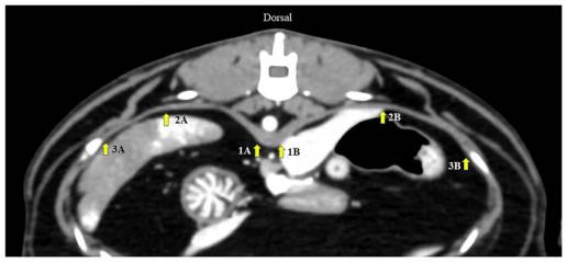 Espesor diafragmático tomográfico computarizado: un método prometedor para la evaluación del músculo diafragmático en gatos con enfermedades cardiopulmonares