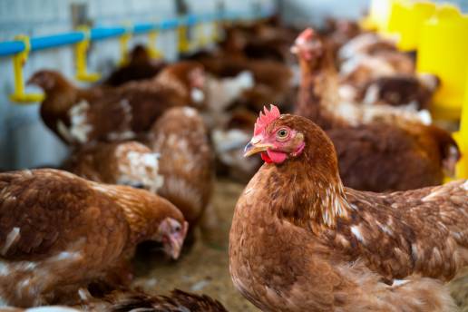 La versatilidad, la vigilancia y el microbioma intestinal respaldan la prioridad de las gallinas de alto rango