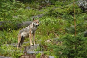 La Rioja reitera su exigencia de excluir el lobo del LESPRE "para no ir en contra al criterio de la Comisión Europea"