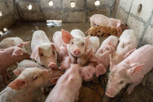Riesgos de gripe derivados de las explotaciones mixtas intensivas de cerdos y aves de corral, con la atención puesta en el Reino Unido