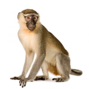 Los monos verdes siguen "normas" sociales diferentes y responden a la "presión de grupo", según un estudio a largo plazo