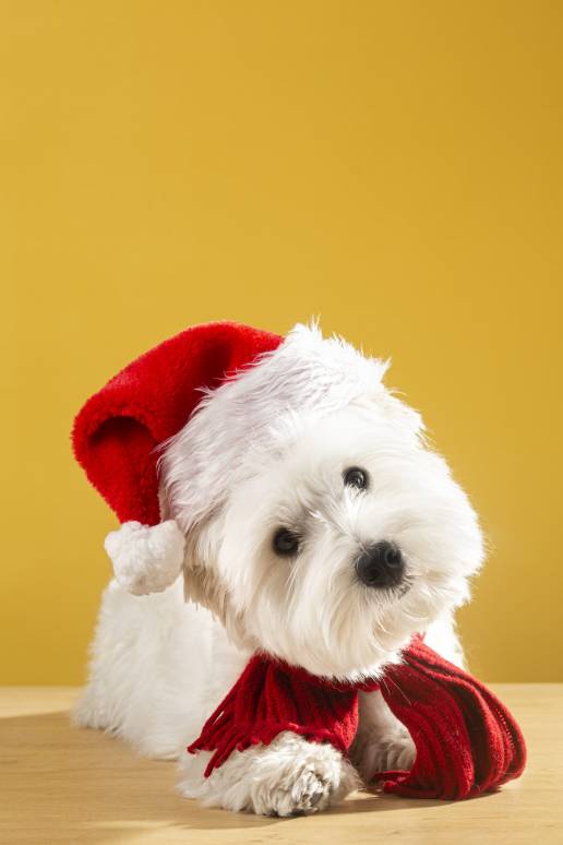 Adopción responsable en épocas de Navidad: Purina ofrece 5 consejos para dar la bienvenida a tu mascota 