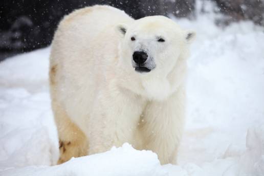 Descubren cómo capturar ADN de huellas en nieve, un método no invasivo de control de animales esquivos como osos polares