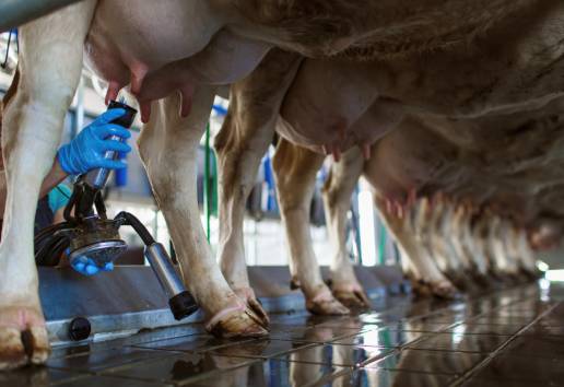 Percepción del papel del veterinario en la promoción del bienestar del ganado lechero