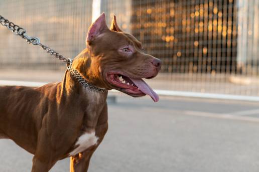 La Policía analiza si las personas atacadas por su perro en Cartagena tenían licencia para tenencia de canes peligrosos