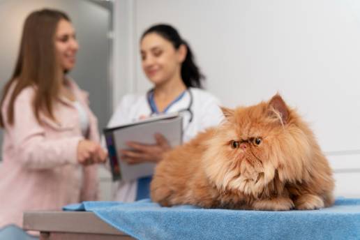 Un enfoque de métodos mixtos que utiliza historias clínicas electrónicas para examinar la prescripción de antimicrobianos en torno a las presentaciones clínicas gastrointestinales en perros y gatos.