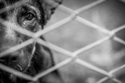 Un estudio da la razón a la RSCE y a los criadores responsables: solo un 5%  de los perros abandonados son de raza