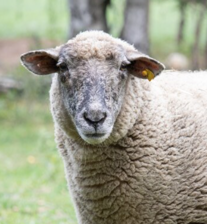  Una lobada devora a una oveja a cincuenta metros de casco urbano de Menaza (Palencia)