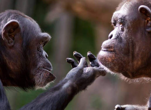 Los simios recuerdan a amigos que no han visto en décadas