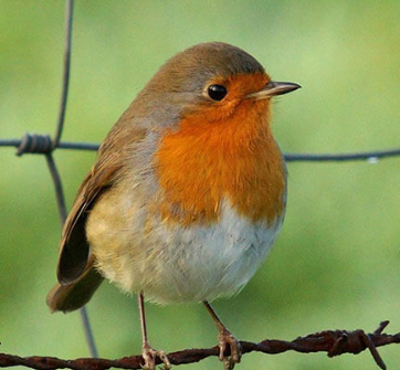 Una investigación evidencia interacciones entre especies de aves a través de sus cantos en primavera