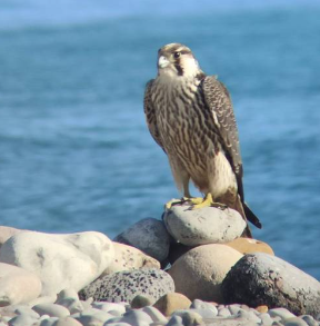 El Servicio de Guardería del Consorcio río Mijares localiza un halcón peregrino nórdico