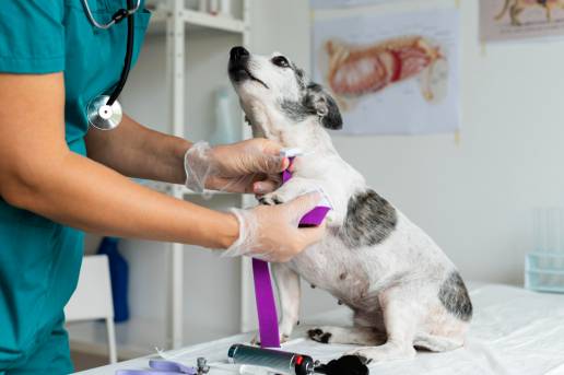 Concentraciones de biomarcadores inflamatorios en perros con vólvulo de dilatación gástrica con y sin lidocaína intravenosa de 24 h