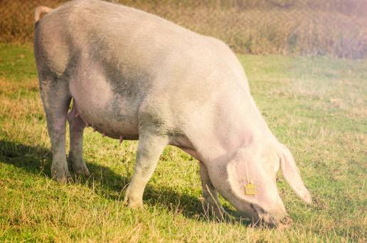 Anpba pide eliminar la foto que ilustra las matanzas del cerdo en el portal de Turismo de la Junta