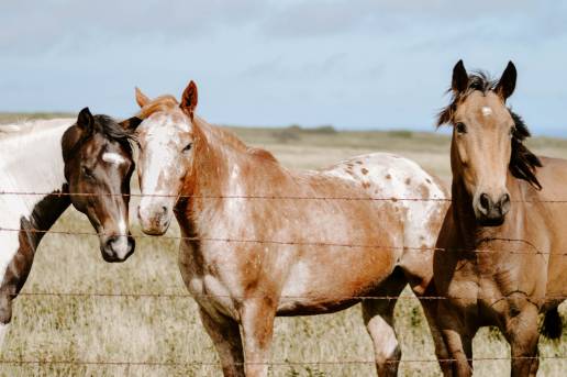 Investigan a un vecino de Luarca (Asturias) por falsear la documentación de un caballo a la venta para manipular su edad