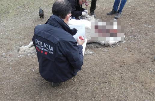 Los Mossos investigan un delito de maltrato de caballos en una hípica en el Ripollès (Girona)