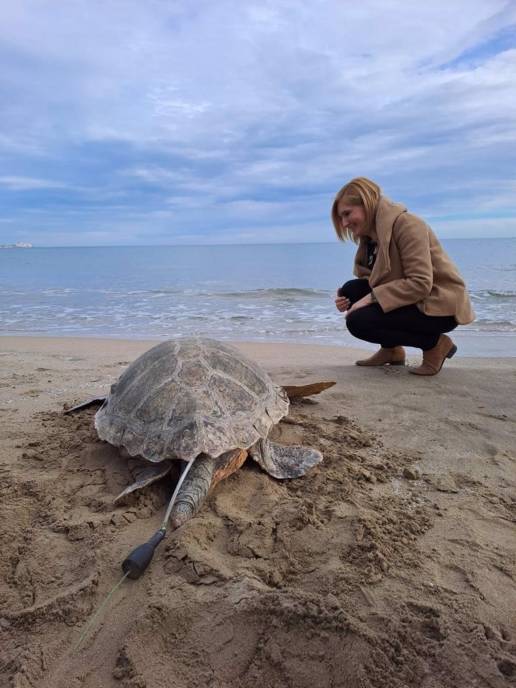 Liberan en una playa de la Serra d'Irta la 777ª tortuga recuperada en l'Oceanogràfic desde 2007