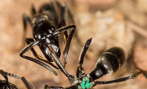 Hay hormigas que producen antibióticos para heridas infectadas
