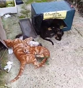 Pacma denuncia el envenenamiento masivo de una colonia con más de 40 gatos en La Carlota