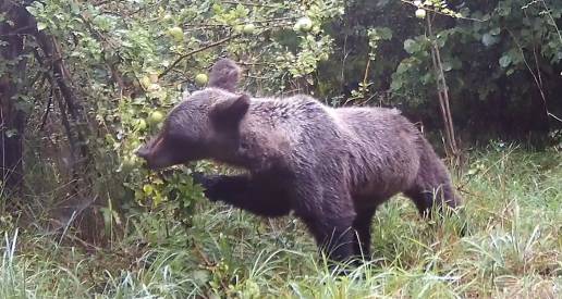 FAPAS pone en marcha en Belmonte un proyecto para favorecer la alimentación del oso pardo