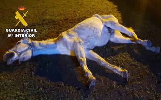 Investigan a un vecino de Las Merindades (Burgos) por dejar agonizar a un caballo sin agua, alimento y cobijo