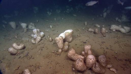 Un estudio en esponjas marinas desvela detalles de cómo fueron los primeros animales