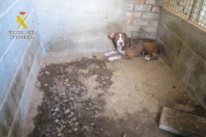 La Guardia Civil investiga por maltrato animal a una persona en Motril por el estado de sus perros