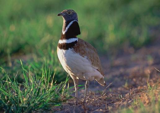 Fincas extremeñas participarán en un proyecto de medidas agrarias para favorecer aves como el sisón