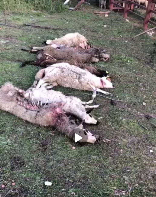 El ataque de una lobada mata ocho corderas en una propiedad privada y cercada en El Hoyo de Pinares (Ávila)