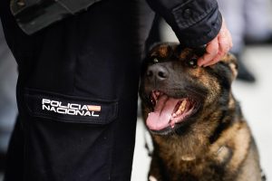 La campaña 'Adopta un héroe de 4 patas' busca dueño a perros que trabajaron para las Fuerzas y Cuerpos de Seguridad